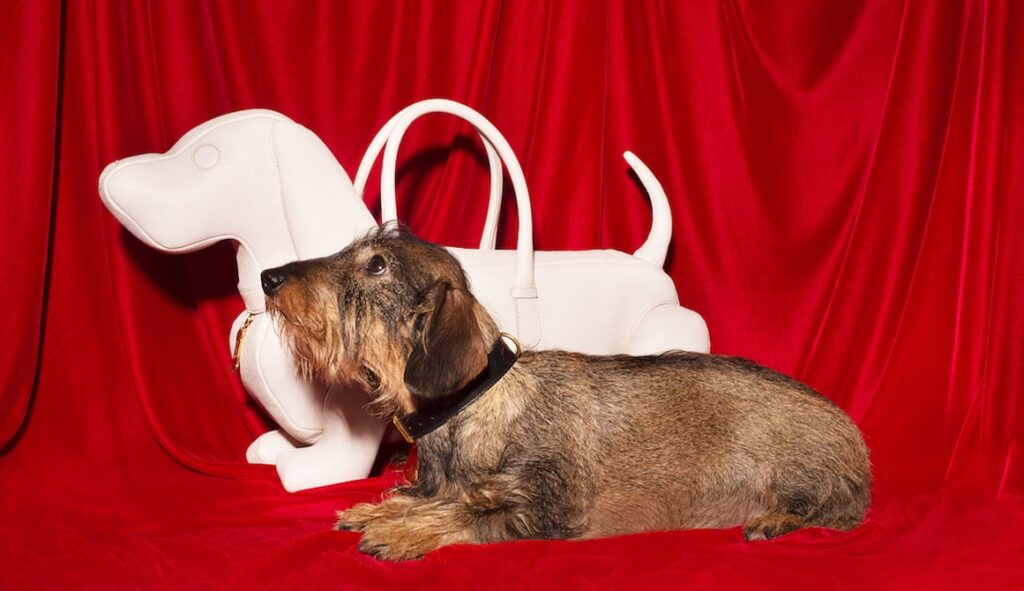 トム ブラウン、デザイナーの愛犬をモチーフにしたバッグのポップアップをドーバー銀座で開催 トム ブラウン、デザイナーの愛犬をモチーフにしたバッグのポップアップをドーバー銀座で開催