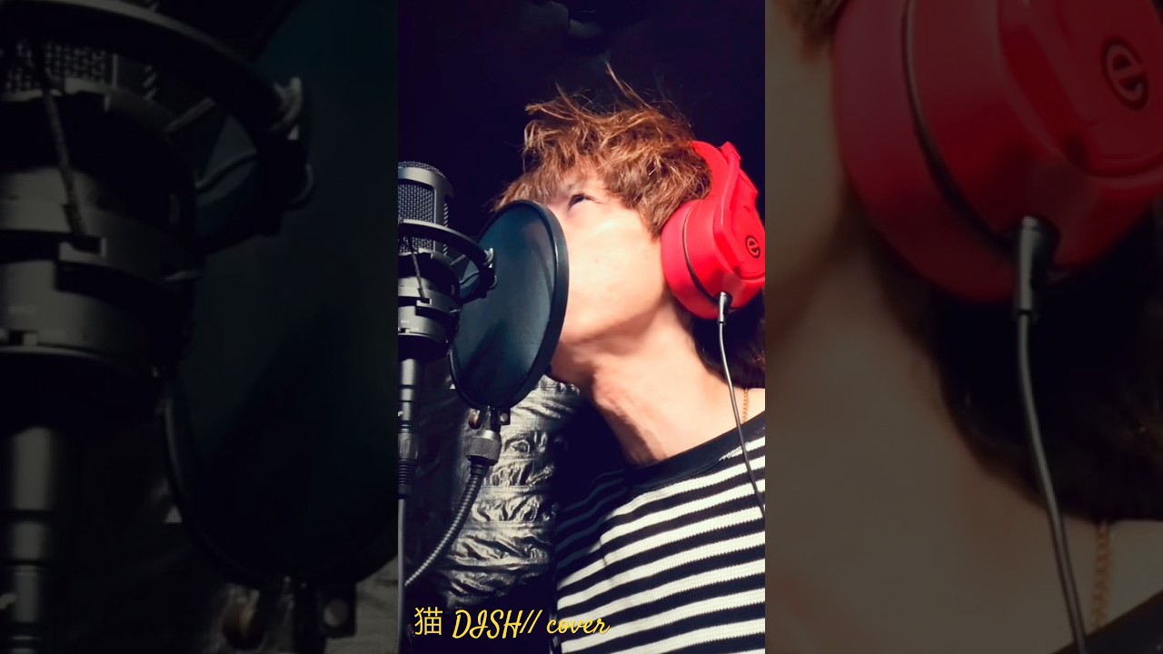 猫 DISH// cover #dish #北村匠海 #あいみょん #cover #猫 - MAGMOE
