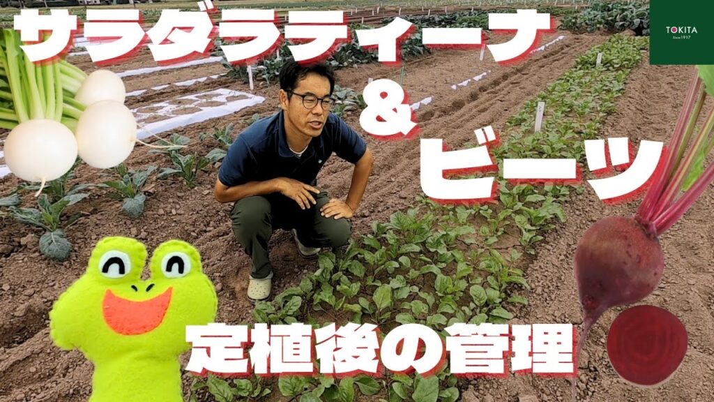 【イタリア野菜】ビーツとサラダラティーナ播種後の管理のポイント【トキタ種苗】 【イタリア野菜】ビーツとサラダラティーナ播種後の管理のポイント【トキタ種苗】