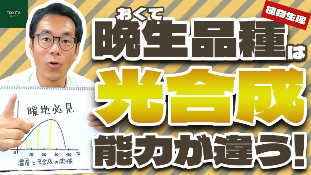 【農業】野菜の「晩生(おくて)品種」必要性と使いどころをブリーダーが解説！【種苗メーカー】