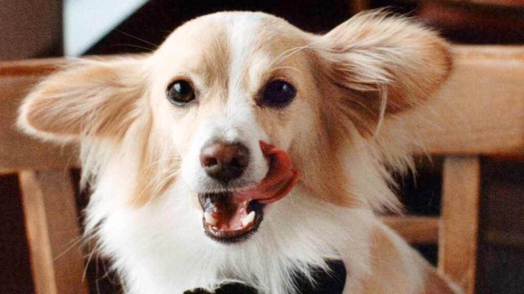 今ハリウッドで最も熱い男、グレン・パウエルの心を射止めた小さな保護犬【セレブの愛犬 DOGUE】 | Vogue Japan