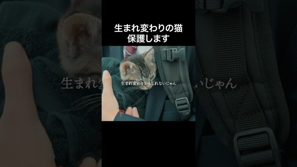 見た目は子猫、中身は美少女… #このコの家はどこ #BUMPドラマ  #青春 #恋愛 #CLASSSEVEN