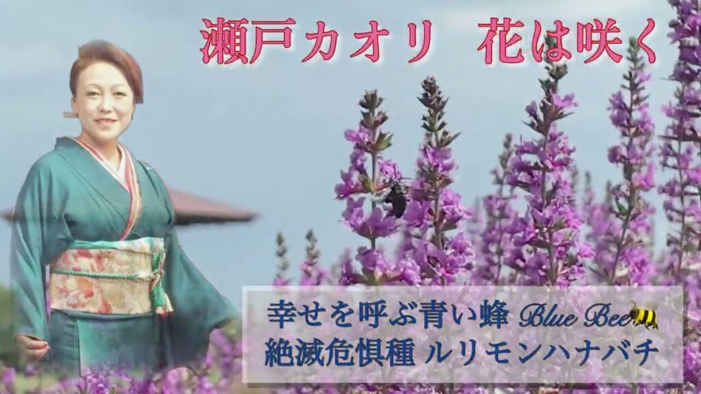 花は咲く  唄 瀬戸カオリ 公式MV 編曲 福井ともみ  Flowers Will Bloom