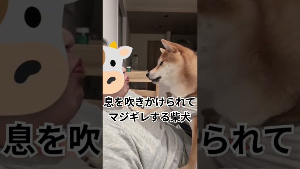 顔面に息を吹きかけられて飼い主にマジギレパンチをかます柴犬