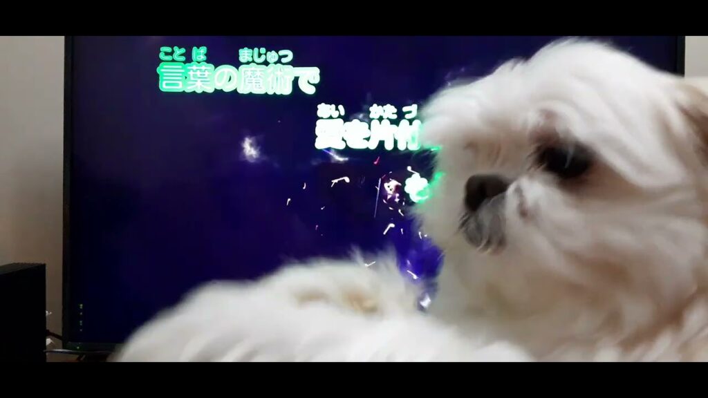 Starlight - Hikaru Genji (光GENJI) karaoke singing by Taiwanese girl ft. 'Happy the Dog' 🐕