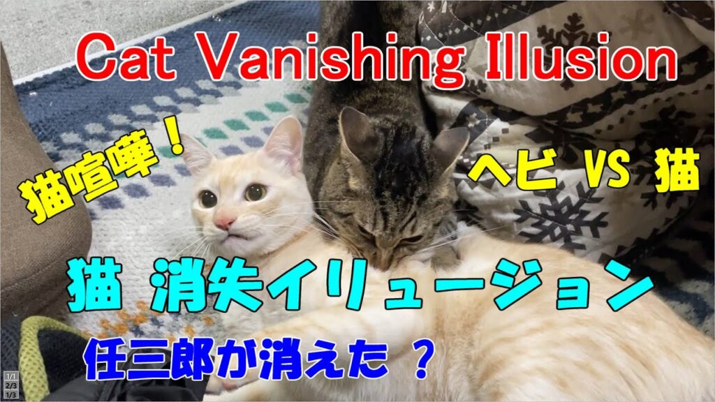 猫消失イリュージョン。猫喧嘩！猫VSヘビ　Cat Vanishing Illusion　＃保護猫＃子猫＃CAT＃kuromomo12345