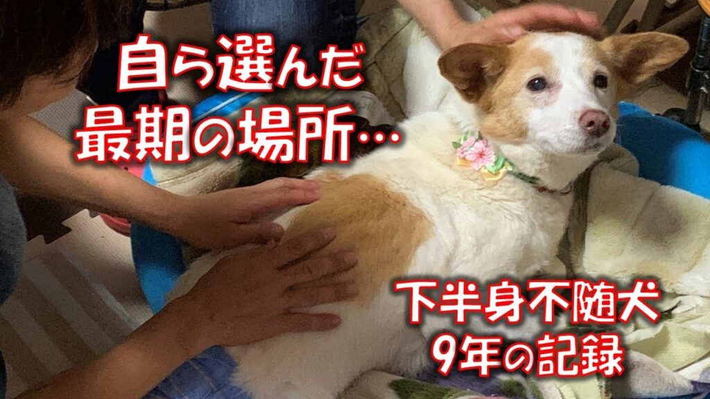 下半身不随犬マールは、今でも私の中で生きています。最後の最期にマール自身が選んだのは…