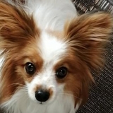 矢吹 貴