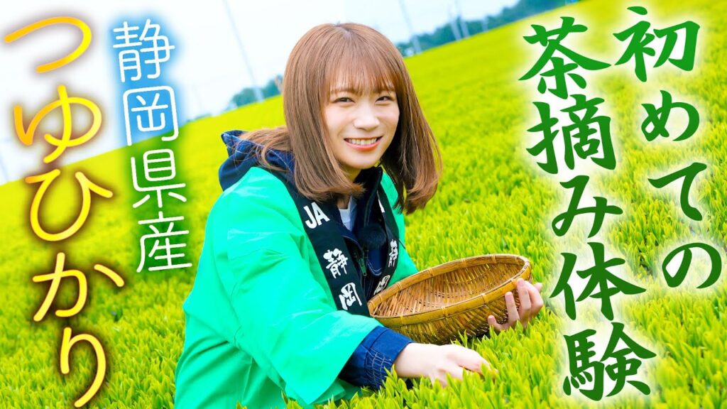 秋元真夏が有名茶産地多数の静岡県で「つゆひかり」の茶摘みを体験！！