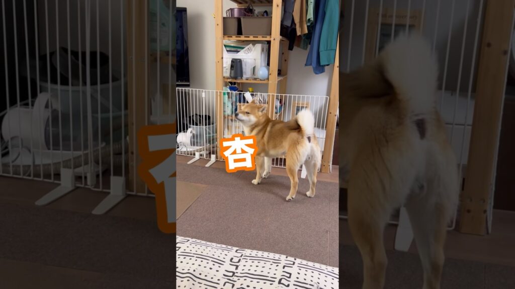 鈴木『杏』、、、クリア😆 #柴犬 #犬 鈴木『杏』、、、クリア😆 #柴犬 #犬