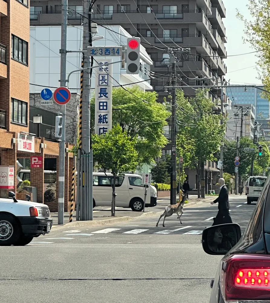 札幌中心部にシカ 道立近代美術館の近隣 - 北海道新聞デジタル