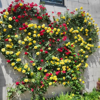 イルカのミュージックハーモニー