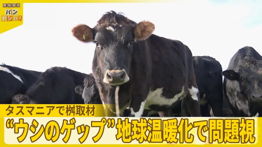 【“ウシのゲップ”】地球温暖化で問題視…立ち向かう日本人研究者を桝太一が取材『バンキシャ!』 【“ウシのゲップ”】地球温暖化で問題視…立ち向かう日本人研究者を桝太一が取材『バンキシャ!』