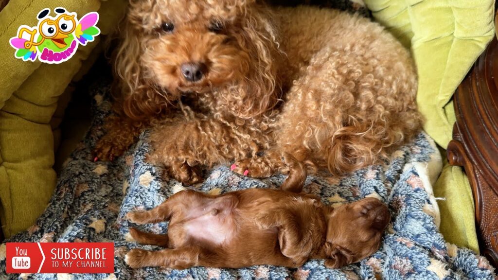 犬のジェシーの子犬は王様に成長しています。