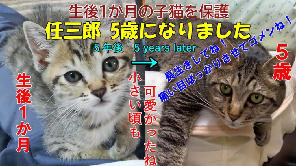 生後1か月の子猫を保護。任三郎 5歳になりました。#保護猫#子猫#猫#kuromomo12345 生後1か月の子猫を保護。任三郎 5歳になりました。#保護猫#子猫#猫#kuromomo12345