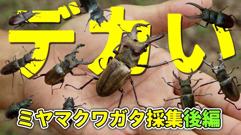 【大量採集！？】でっかいミヤマクワガタ採集するぞ！！後編