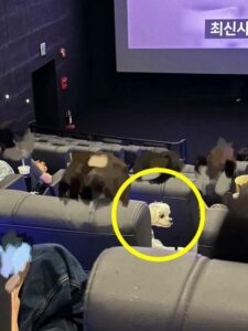 映画館にマルチーズを連れ込み、膝に乗せ鑑賞…韓国・「補助犬でもなく無責任」と批判殺到　写真枚　国際ニュース：AFPBB News