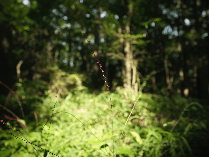 中島裕翔撮影　Title:森のアクセサリー