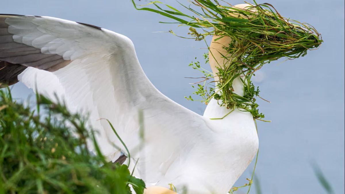 強風の日、風で飛んだ草をまともに顔に受けるカツオドリ=英ヨークシャー/Alison Tuck/Nikon Comedy Wildlife Awards