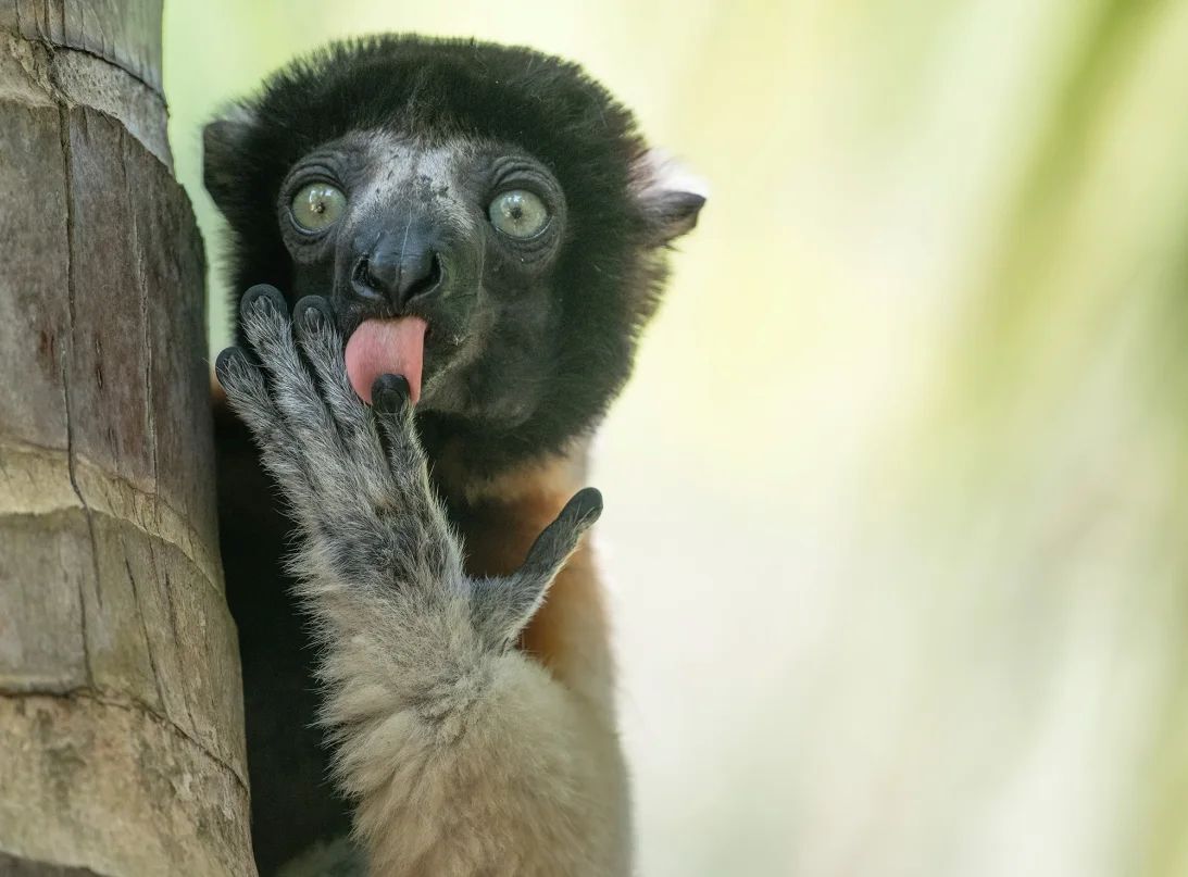 何かよほどおいしそうな物を見つけたかのようなマダガスカルのキツネザル/Liliana Luca/Nikon Comedy Wildlife Awards