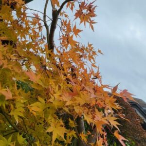 イルカのミュージックハーモニー イルカのミュージックハーモニー