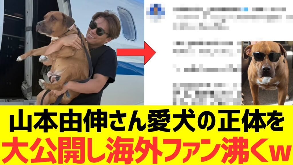 【海外の反応】山本由伸さん愛犬の正体を大公開し海外ファン沸くwwwww 【海外の反応】山本由伸さん愛犬の正体を大公開し海外ファン沸くwwwww