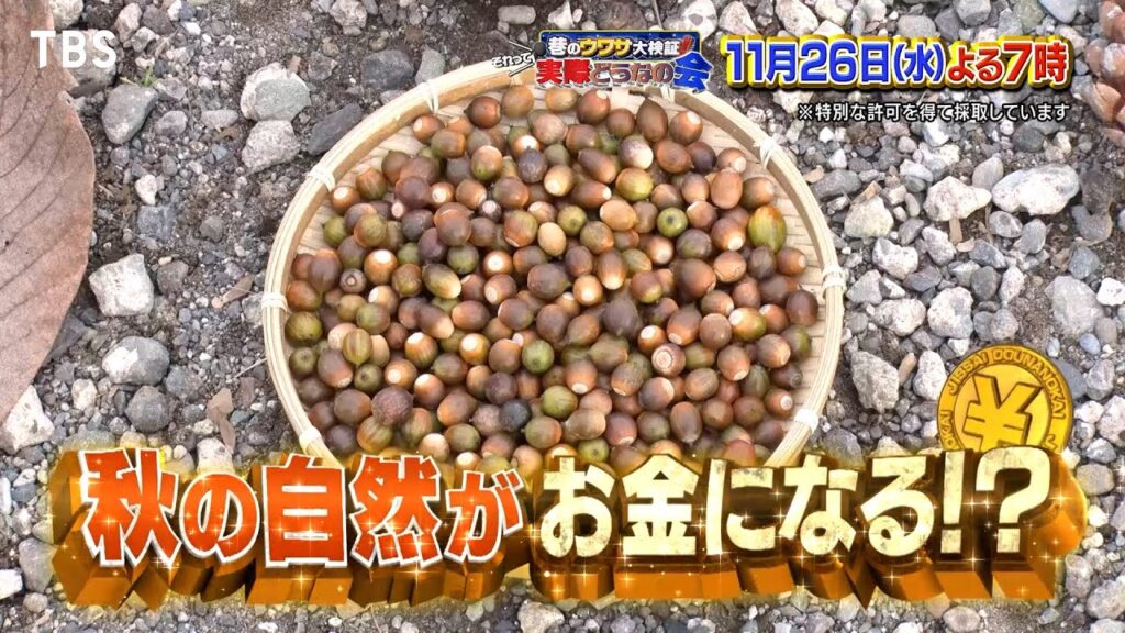 KEY TO LIT 佐々木大光が検証！ 身近に落ちてる秋の自然に意外な価値が??『それって実際どうなの会』11/26(水)【TBS】