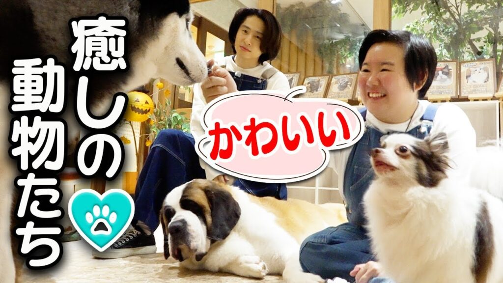 【癒し】秘密の動物園で三宅&やす子が犬猫たちとふれあい体験! 【癒し】秘密の動物園で三宅&やす子が犬猫たちとふれあい体験!