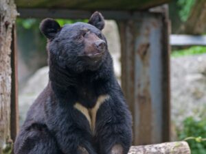 「クマとの共存はない」自然写真家が断言する残酷な現実。きれいごとでは済まない“せめぎ合い”の正体 - All About ニュース
