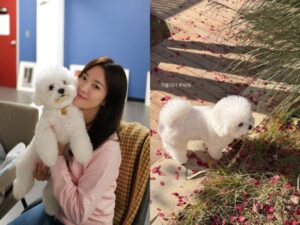 女優ソン・ヘギョの“穏やかな秋の日常”。お散歩中の愛犬ルビーが可愛すぎる！【PHOTO】 | cinemacafe.net