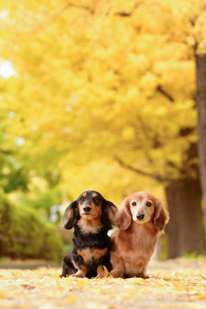 愛犬愛猫を素敵に撮るコツ教えます お家フォト～ロケーション撮影まで｜小川晃代 | ShaSha