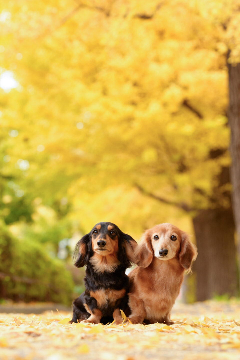 愛犬愛猫を素敵に撮るコツ教えます お家フォト～ロケーション撮影まで｜小川晃代
