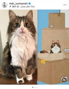 住吉美紀、愛猫さとみを描いた表紙に感動「泣きました」 書籍『50歳の棚卸し』3刷重版 - エキサイトニュース