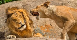 「おかしな動物たち」写真コンテスト 2024年の受賞作を振り返ってみよう | Business Insider Japan