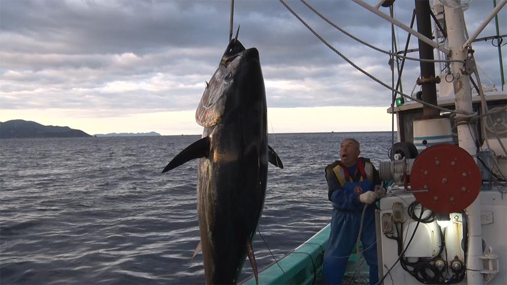 巨大マグロ戦争2026