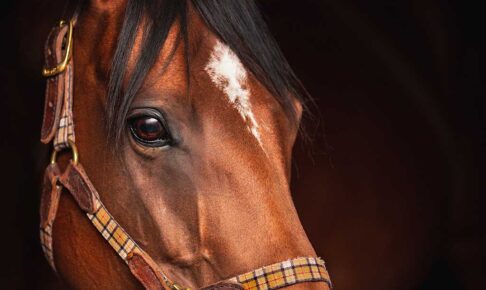 【根岸S／データ攻略】エンペラーワケアとインユアパレスの「買い or 消し」　“馬券内率75％”不動の本命候補は