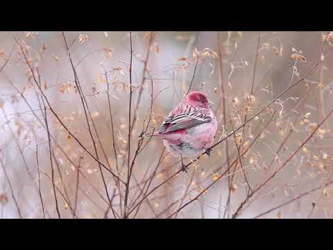 【中村雅和の「旬の推し鳥」】オオマシコ