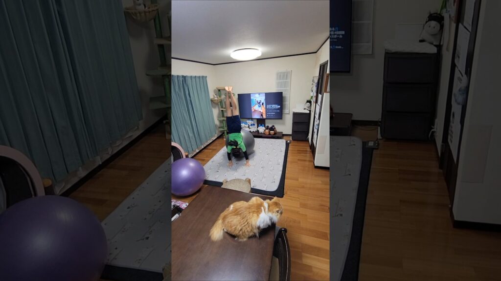 禁区🎵 中森明菜🎶 #動じない猫 #信頼関係 アクロバット×バランスボール 頭の中で楽曲を想像&表現🧏‍♀️ #中森明菜特集