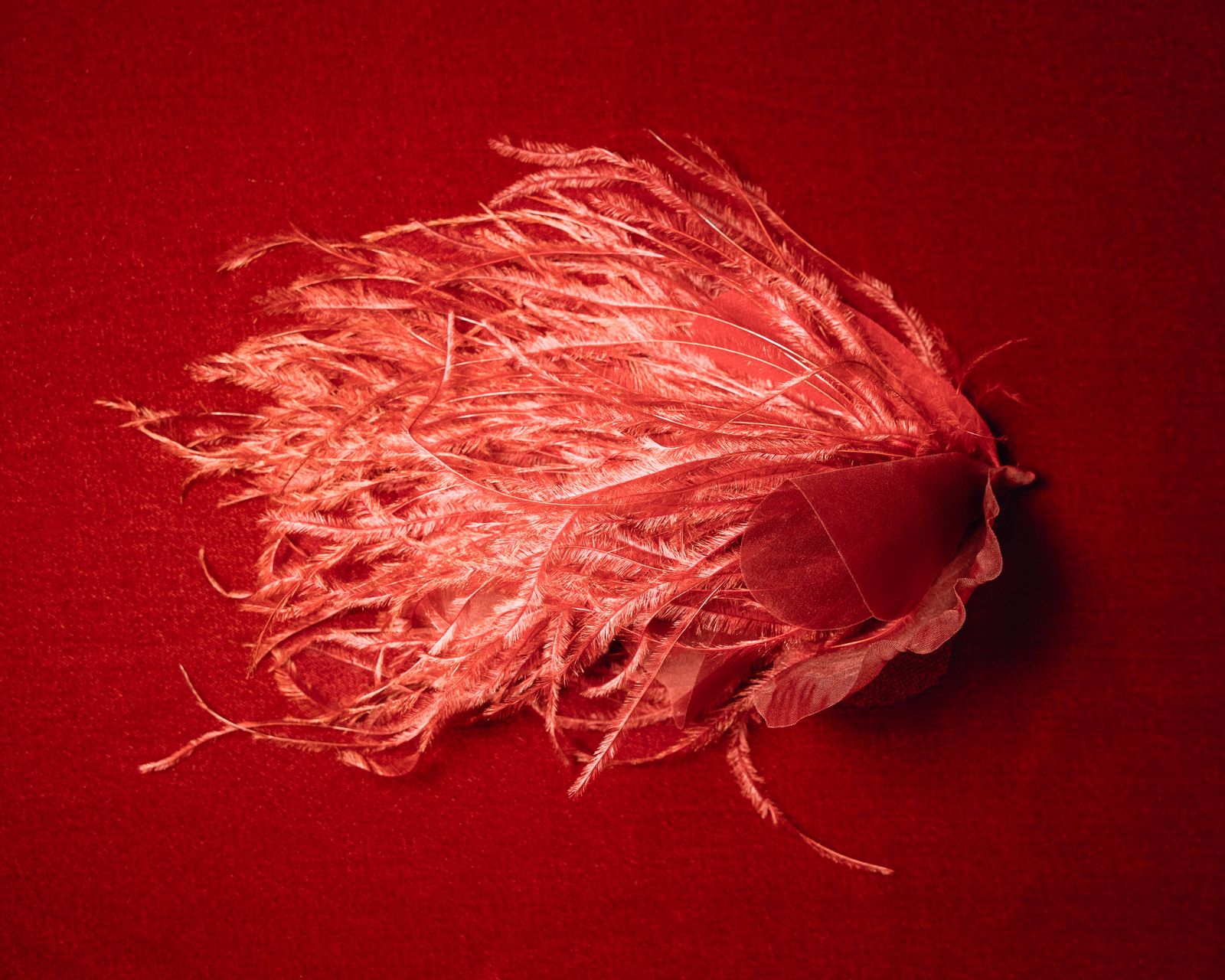 Image may contain Plant