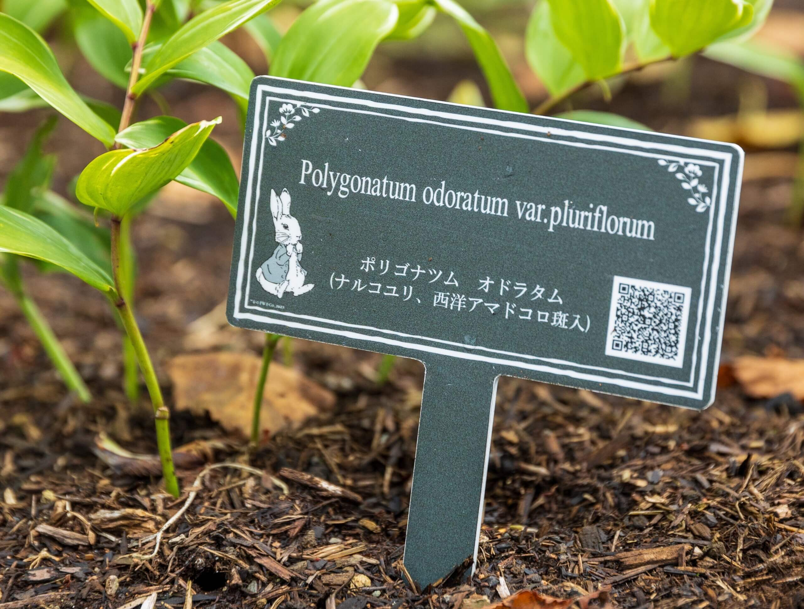 ピーターラビット™ イングリッシュガーデン