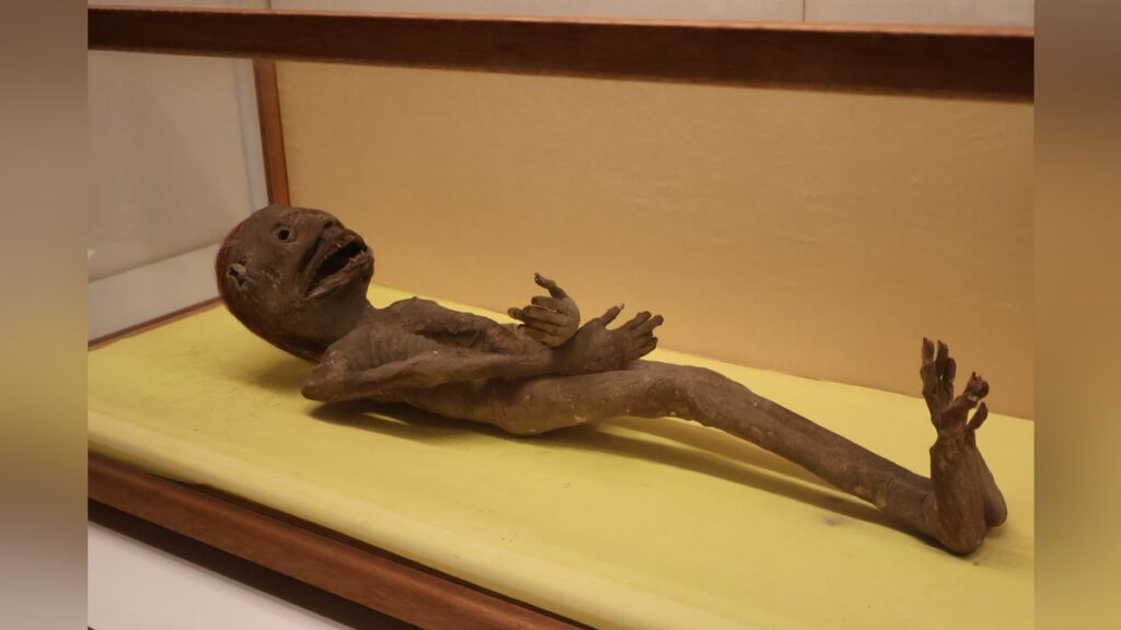 「河童のミイラ」が目を引く企画展「妖怪・幻獣づくし」開幕…来館者「現代にも出てきてほしい」 - 読売新聞