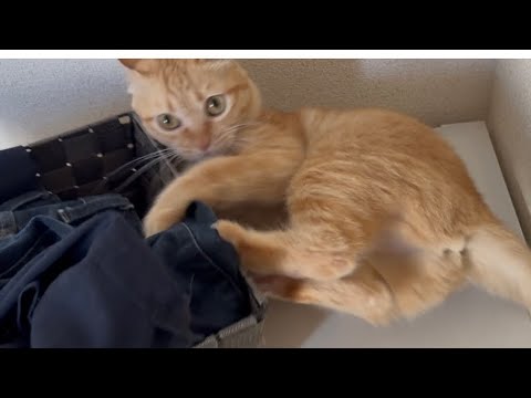 朝からハイテンションな茶トラ猫ポテト